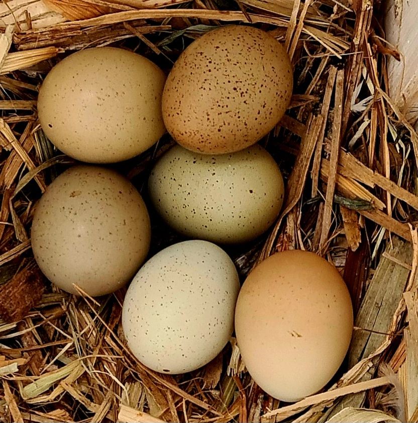 King Quail/Button Quail